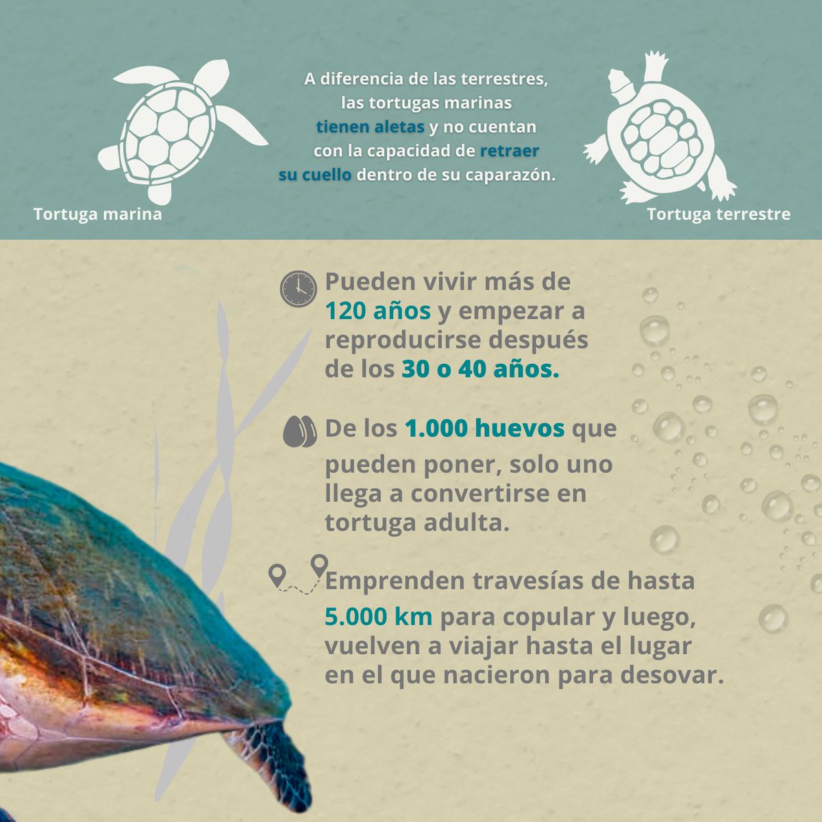 WWFColombia's tweet image. Las tortugas marinas son reptiles de sangre fría que habitan nuestro planeta hace millones de años y que hacen recorridos extraordinarios para mantener su especie 🌊🐢
Conoce algunos datos de la especie 👇
