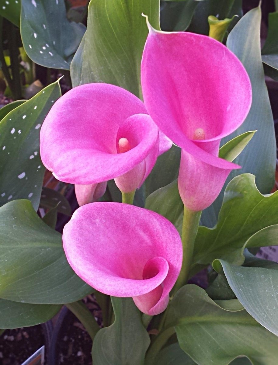 Pink calla lily (Zantedeschia aethiopica) is a species of flowering plant in the family Araceae, native to southern Africa in Lesotho, South Africa, and Eswatini. 

#nature #plants #flowers #gardening #photography 

Wikipedia: en.wikipedia.org/wiki/Zantedesc…
