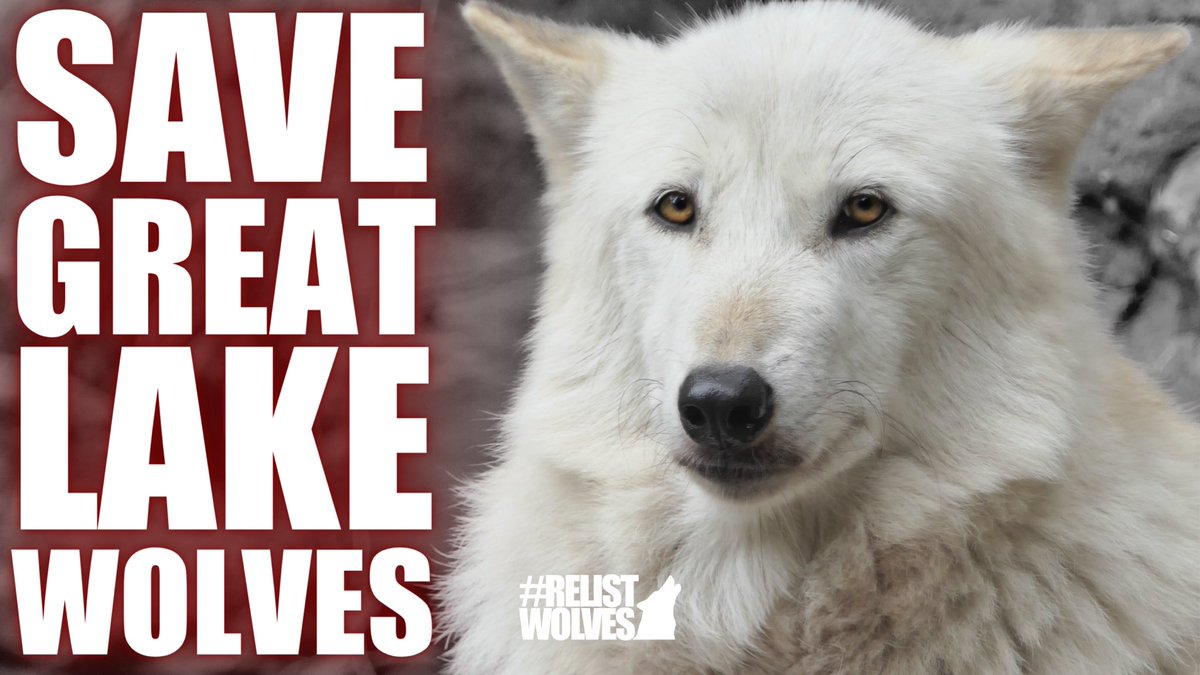 Team Wolf tweet media