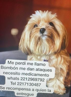 carlosmartinh's tweet photo. #ServicioSocial 
🐶🙏  Piden ayuda para localizar a ‘Bombón’, requiere de un medicamento https://t.co/Jc7mzVv3Xl