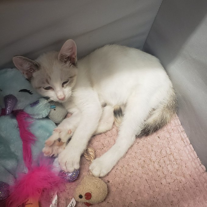 Friend told me little kitty is 5 or 6 weeks old. She has worms. Tested for FIV. I can't wait to meet