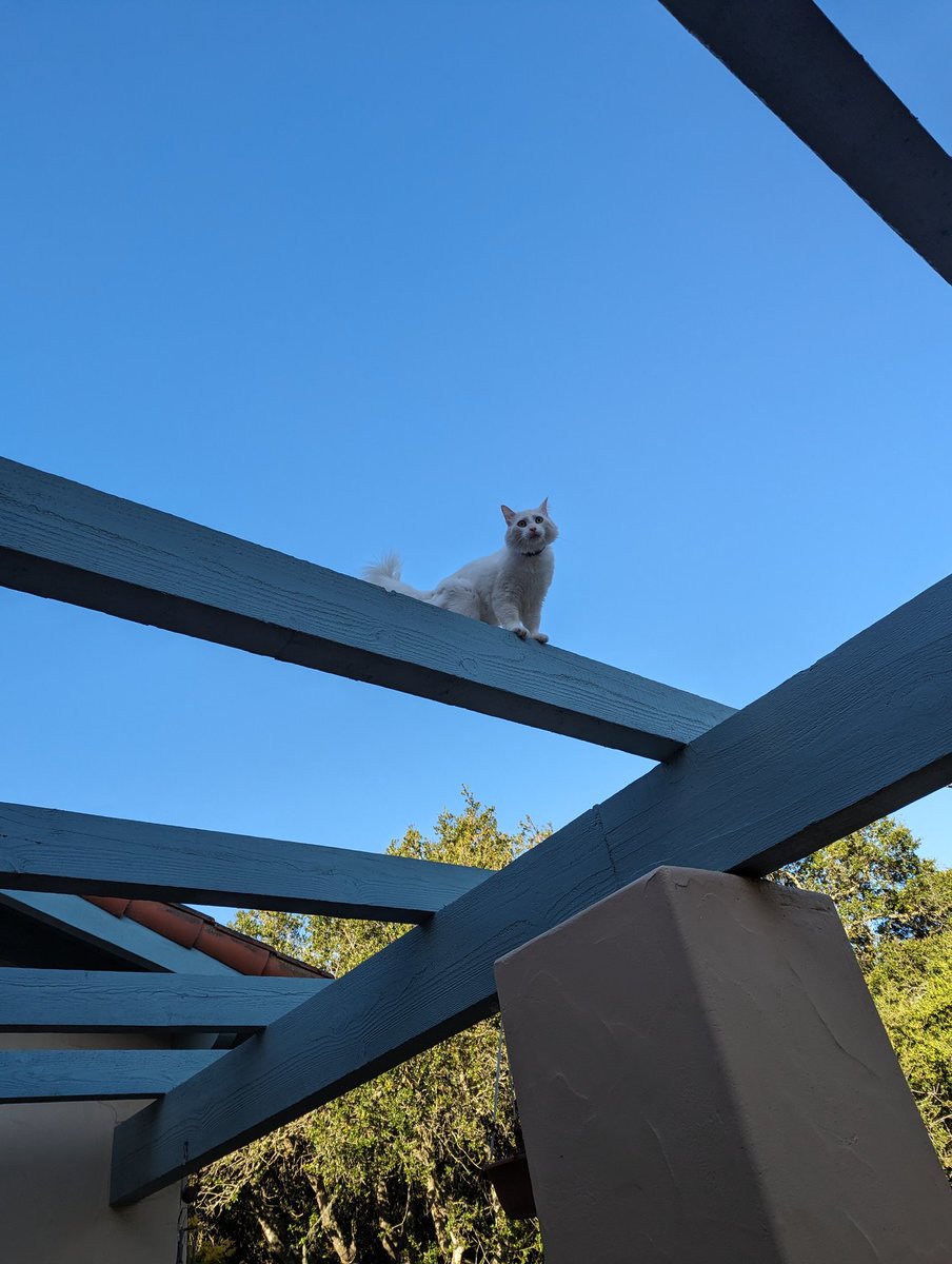 SantaMeowMeow's tweet photo. I own the skies! https://t.co/4qGnqKMyAP
