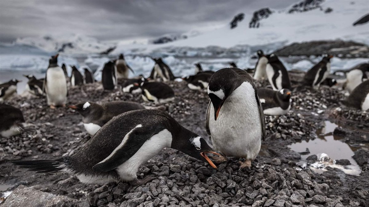 'At a certain point I had to stop filming. I couldn’t focus the camera through the tears. Antarctica is in the midst of rapid, devastating change.' —Photographer John Weller. Global leaders can protect these waters at #CCAMLR’s special Santiago meeting. pew.org/44cnGG3