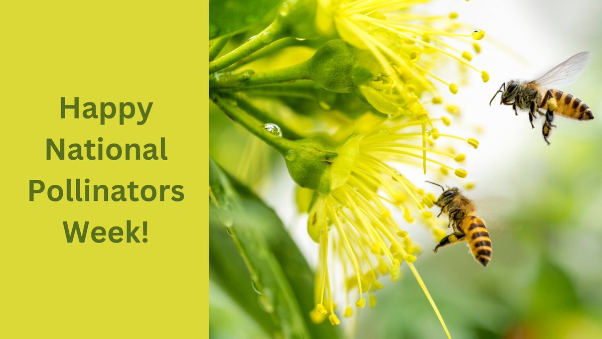 EnvironmentVA's tweet photo. Happy National #PollinatorsWeek! This week we are celebrating pollinators and sharing tips from gardeners, beekeepers and native plant enthusiasts across Virginia on how you can help save them. #SaveTheBees https://t.co/KkcV8bR5ek