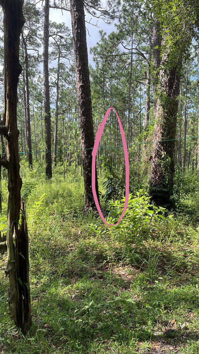 Does anybody recognize this plant? It just appeared in the woods near my clothesline between two longleaf pines. I burned there less than a year ago. Seek can’t get past Dicots 😒