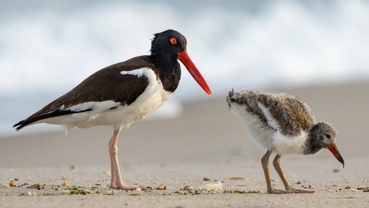 It’s shorebird baby time! American Oystercatcher keeps a close eye on her chick as it forages for dinner on a NYC beach. If you see these birds, please give them space.💕

*Photo taken with a telephoto lens and cropped.*

#birds #birdwatching #nature #sharetheshore #wildlife