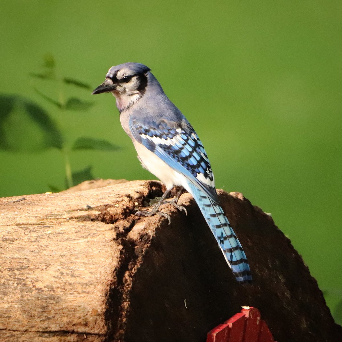 A beautiful blue jay... 💙 
#beautifulbluejay #bluejaybird #bluejaybirds #bluejaybird #bluejays #bluejay #bluejayvisit #birdworld #birdwatching #birdlife #birdwatchers_daily #birdlovers #birdsonearth