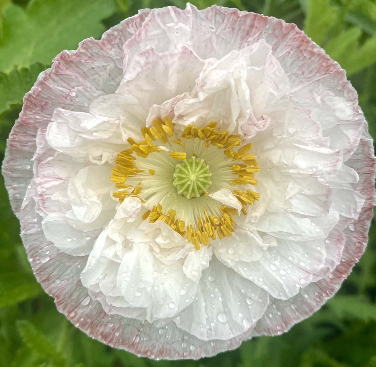 drzaf_pic's tweet image. Today’s find in the #skygarden 

@DeanStottSBS @jvc2006 @Lou_Kelly_ @vizzyvizh @sueburly @cooperella 

#whitepoppy