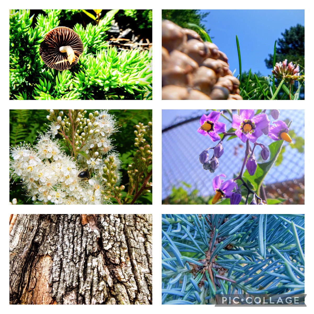 MapleGrove_PS's tweet image. Thank you Focus on Nature  for taking our junior students outside and teaching them about the art of photography.  📷