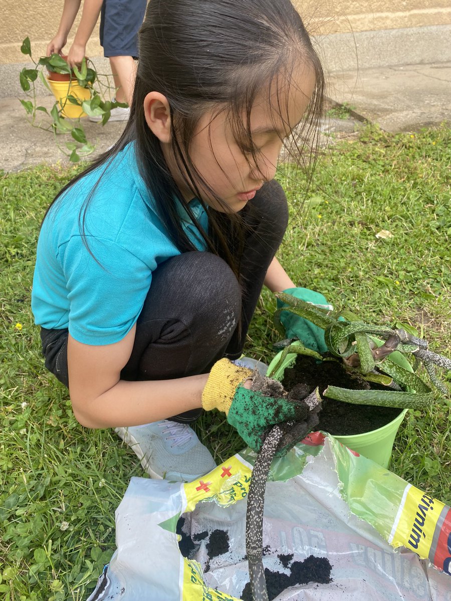 Our green fingered children are repotting some of our plants which have got a little too big for their containers 🪴 #outdoorlearning #ecoschool