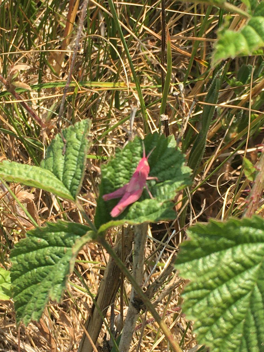 @RSPB_Ribble @FyldeSandDunes @Lancswildlife @InsectsUnlocked @insectweek @GrasshopperSpot @BugQuestions My brother found one last week at his work (Royal Birkdale, GC)