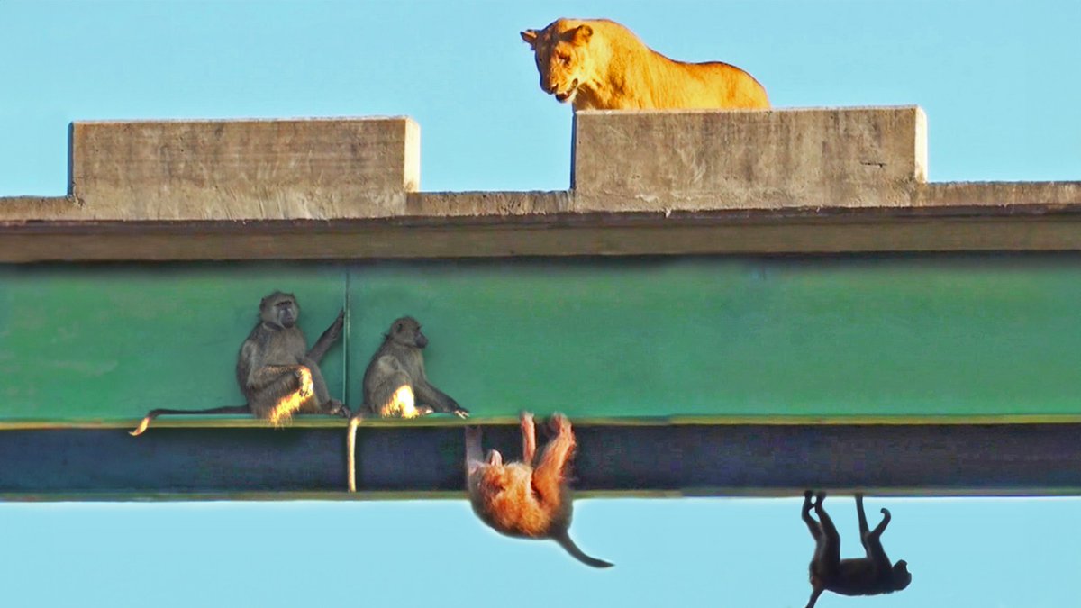 WATCH: Baboons Hang on to Bridge for Dear Life to Avoid Lions

A troop of baboons was chilling on a bridge 50m high when a pride decided to walk onto it. 
The baboons had nowhere to go so they had to hang on for dear life... 😂 😩

latestsightings.com/single-post/ba…