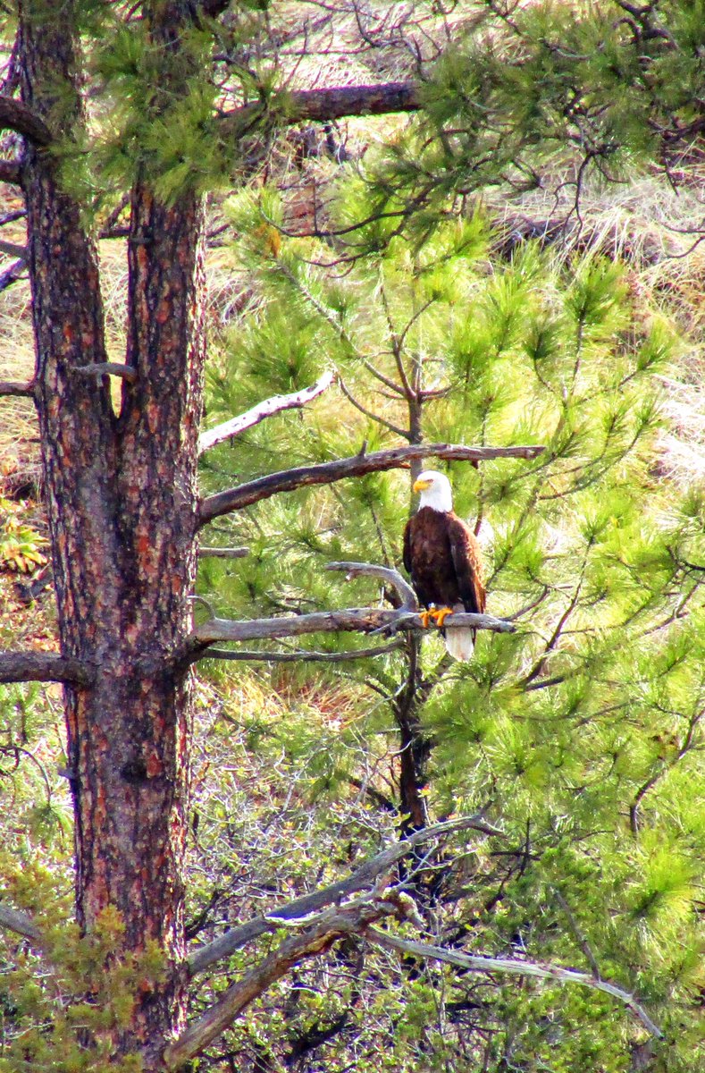 I am advised that today is American Eagle Day!

So glad I have one! 🤘😶‍🌫️

#eagle #americaneagleday #BirdsOfTwitter #TwitterNatureCommunity #birdsofprey #baldeagle #birds #birdphotography #birding