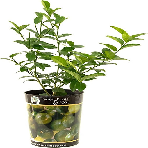 Johnsonsflorist's tweet image. ✅ 𝘾𝙄𝙏𝙍𝙐𝙎 𝙋𝙇𝘼𝙉𝙏 𝙎𝘼𝙇𝙀!
#johnsonsflorists #johnsonsgardencenter #citrusplants #lemonbush #limebush #persianlimebush #myerslemon