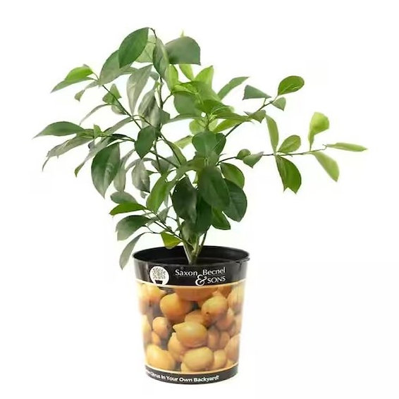 Johnsonsflorist's tweet image. ✅ 𝘾𝙄𝙏𝙍𝙐𝙎 𝙋𝙇𝘼𝙉𝙏 𝙎𝘼𝙇𝙀!
#johnsonsflorists #johnsonsgardencenter #citrusplants #lemonbush #limebush #persianlimebush #myerslemon