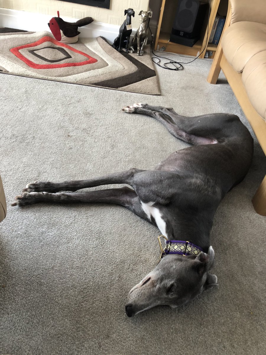 Today we welcomed Sonica (Formerly Sonlink Boon) into our home.  After an hour of sniffing she is now relaxing in the lounge.