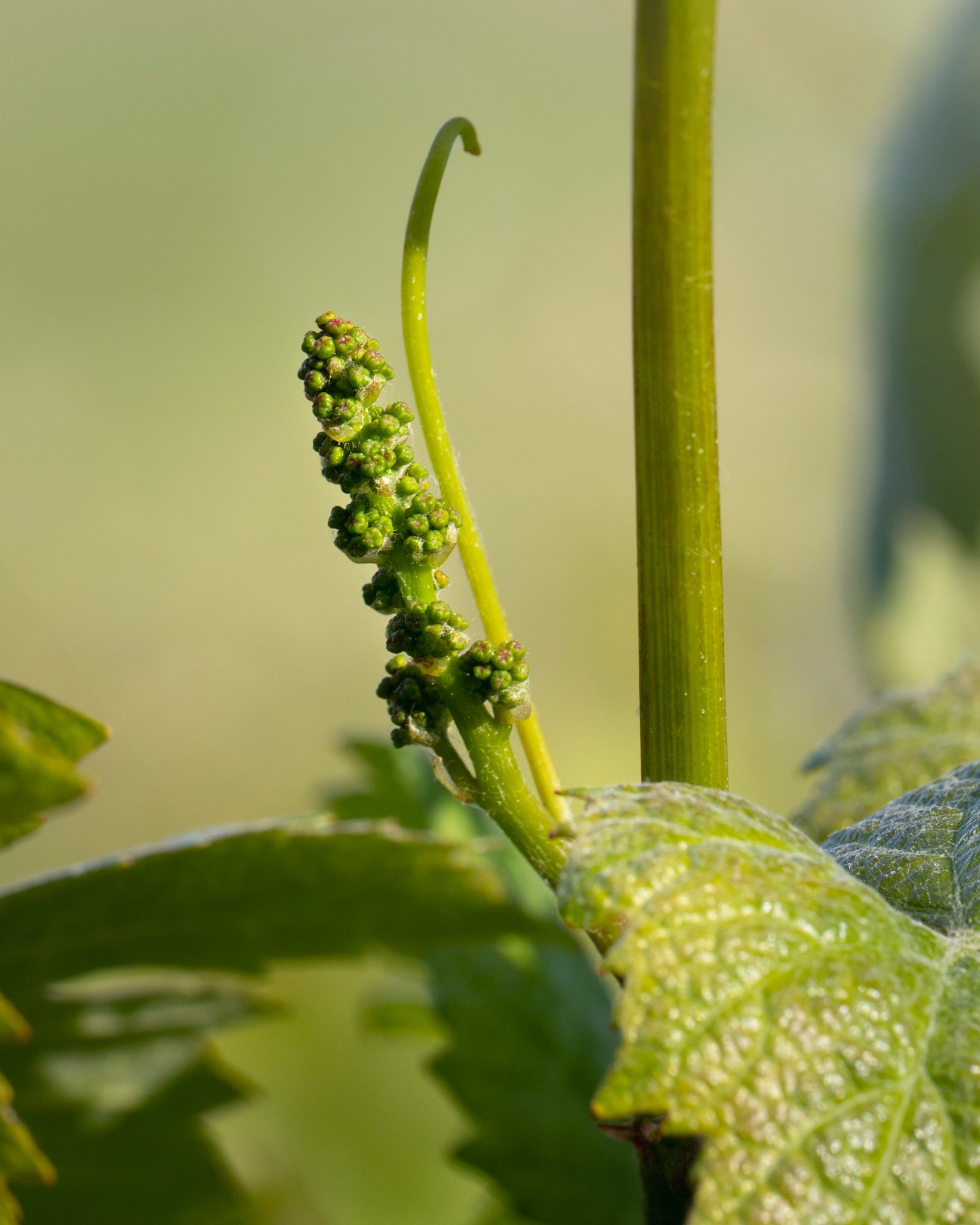 PerrierJouët on Twitter "Experience the vibrant life that fills the