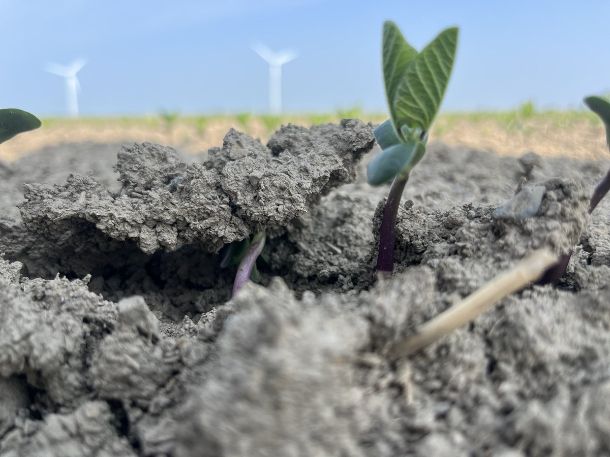 Come on little buddy you can do it! Recognize the power and push of our new Pioneer Enlist beans. Yahoo! Welcome to the future 🤩<a href="/PioneerSeedsCA/">Pioneer Seeds Canada</a>