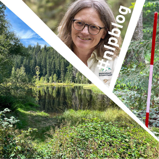 nlpschwarzwald's tweet image. Ein neuer Beitrag des #Nationalpark #Schwarzwald im #NLPBlog:

#Prozessschutz hat kein Ziel. Man begleitet und schützt „nur“ den Prozess. Kein Ziel? Das ist in unserem Kulturkreis eher ungewöhnlich. 

Mehr lesen? --&amp;gt; nationalpark-schwarzwald.de/de/nationalpar…

Foto: Forch

#Forschung  #Wissenschaft