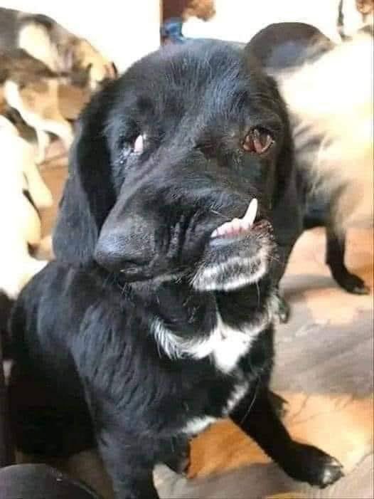 My Disability make me ugly in response no one like me I wish to get a chance to live with a loving family ❤
#dogs #DogsofTwittter #DogsOnTwitter #Doglovers_26 #Dogsarefamily #puppies #puppy