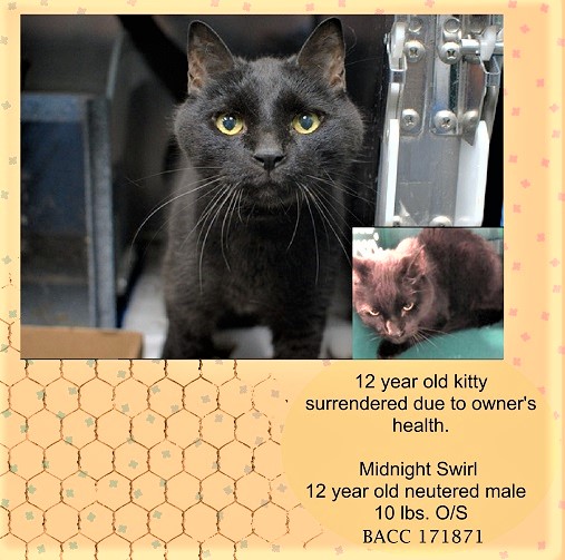 🆘URGENT🆘SENIOR ALERT🆘
💝FEARFUL 12YO #SENIOR BLACK KITTY MIDNIGHT SWIRL💝
😿💔SURRENDERED DUE 2 OWNER'S HEALTH, OVERWHELMED IN SHELTER
🚨NEEDS #ADOPTION #RESCUE #FOSTER ASAP🚨
▶171871 facebook.com/photo?fbid=647…
🙏🏽#ADOPT #PLEDGE #AdoptDontShop🍀#AdoptABlackCat🍀
#BROOKLYN #NYCACC