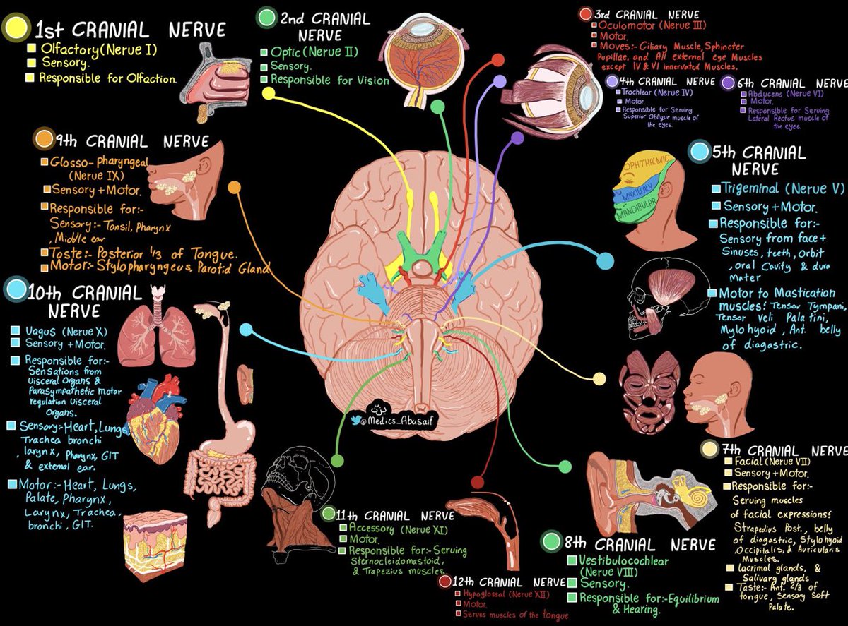 The summary of 12 nerves found in your brain.  

Credits: @medics_AbuSaif 

#neuroscience