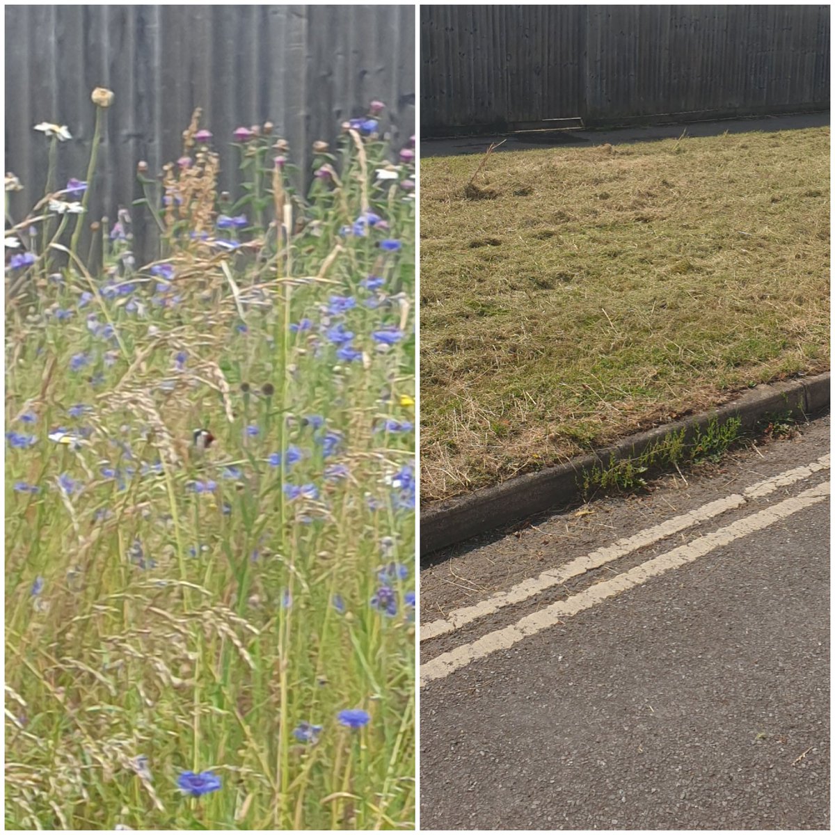 Took this photo of Goldfinches enjoying the Radley Mini-meadow this morning. By mid afternoon it was completely mown down by @OxfordshireCC THANK YOU!! @wildflower_hour @LGSpace @MeadowInGarden @earth_trust @BBCSpringwatch @BBCSouthNews