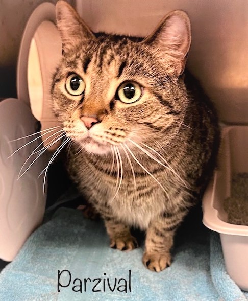 💖SWEET 4YO GRAY #TABBY KITTY 'PARZIVAL'💖
🔊NEEDS #ADOPTION OR #RESCUE🚓
➡ID  645673 Cage 644 facebook.com/photo/?fbid=63…
🙏🏾#ADOPT #PLEDGE #SAVEALIFE #AdoptDontShop
#MARIETTA #GA @cobbkitties #CAT #AdoptMe
#AdoptAShelterCat #CatsofTwitter #RescueMe