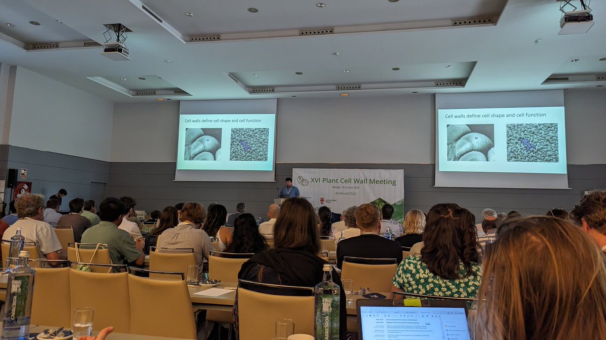 Dr Jenny Mortimer (@jenny_mortimer1) on Twitter photo Excellent talk from <a href="/H_TempleS/">Henry Temple</a> on the role of Golgi SAM transporters in pectin methylation, building on his 2022 paper nature.com/articles/s4147…
#cellwall2023 Excellent talk from <a href="/H_TempleS/">Henry Temple</a> on the role of Golgi SAM transporters in pectin methylation, building on his 2022 paper nature.com/articles/s4147…
#cellwall2023