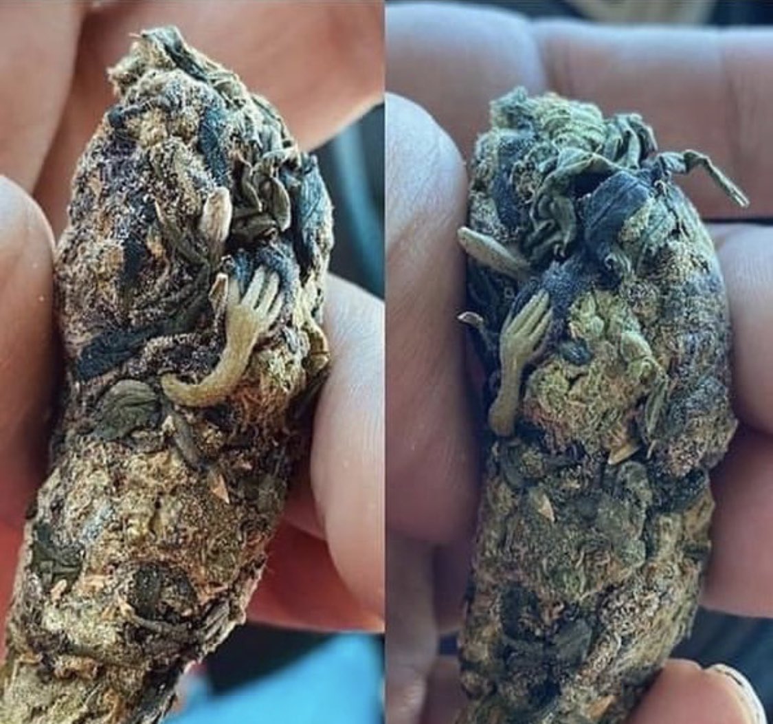 A gente sabe que o verde é bom qnd o duende vem abraçado nele 😂