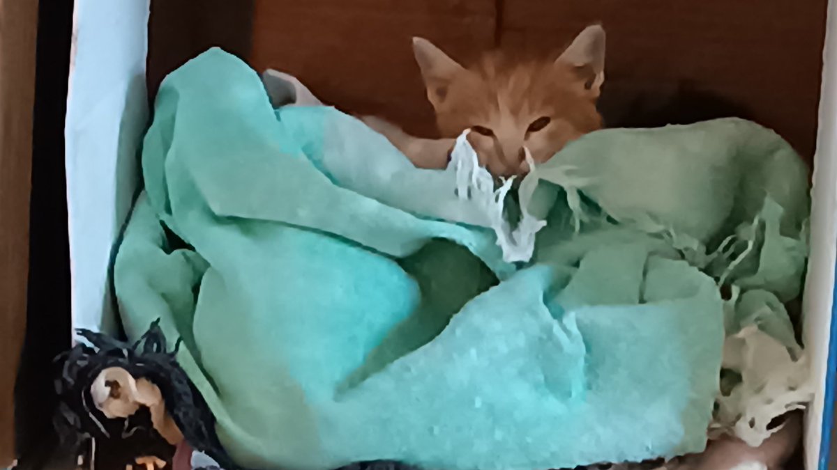 williane_01's tweet photo. Hoje aqui nesse Twitter só vai aparecer minhas gatas, limpinhas e cheirosas tirando uma soneca 😍😻 https://t.co/0MqUSU6QpY