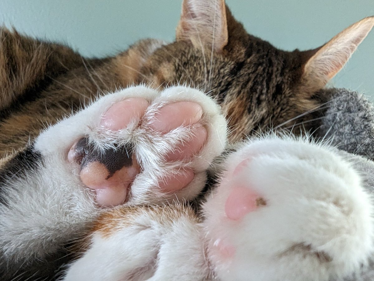 We interrupt whatever it is you're doing for these Very Important Toe Beans, please treat them with the gravity and respect they deserve, thank you