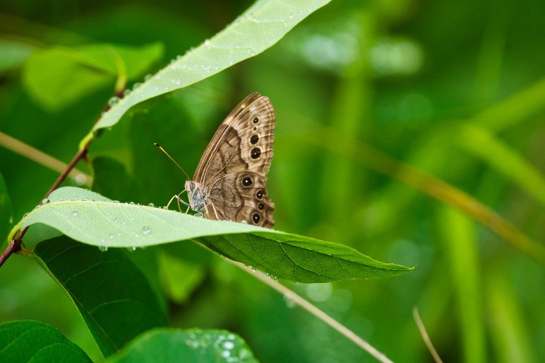 forestservice's tweet photo. #DYK that forests provide critical pollinator habitat? And pollinators provide important benefits to forests! Read more at https://t.co/2Zw7SjJfxo. #PollinatorWeek https://t.co/RazxNgsk0u