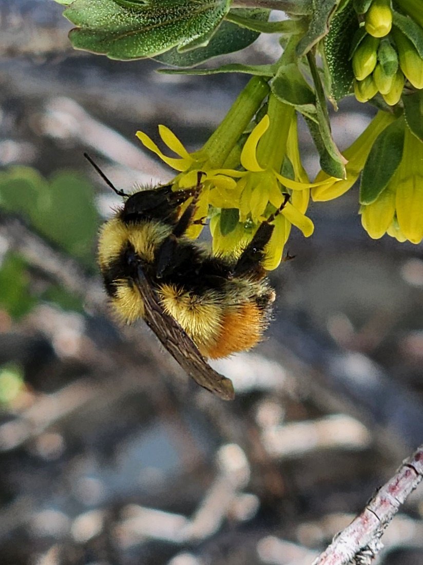 forestservice's tweet photo. #DYK that forests provide critical pollinator habitat? And pollinators provide important benefits to forests! Read more at https://t.co/2Zw7SjJfxo. #PollinatorWeek https://t.co/RazxNgsk0u