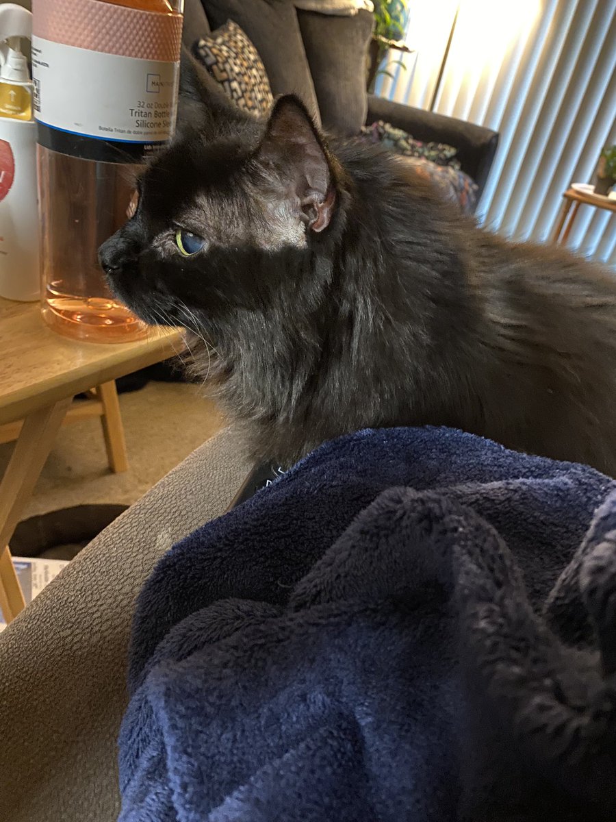 DebfromPA's tweet image. Today’s poses from my big (18 pounds) baby. With me in the hospital so long, he’s had to bond with bestie/roomie @HenryScarf. I hear he’s become an even bigger mooch! #CatsofTwittter