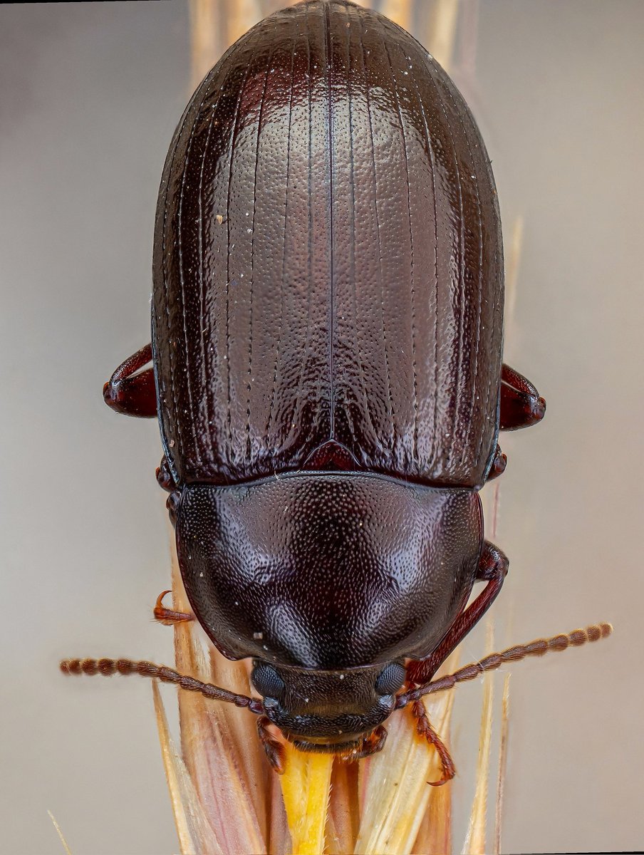 #insectweek23, Nalassus laevioctostriatus, Darling Beetle stacked image from #rspbarne