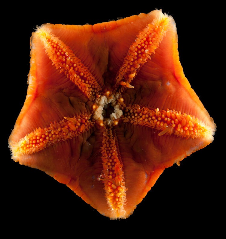 5000 more reasons governments can’t allow deep sea mining to start, despite the industry’s underhand efforts.

Sign the petition to #StopDeepSeaMining and help protect marine creatures >> act.gp/3qVrXzi

📸 Nature Photo Library
📸 Adisha Pramod