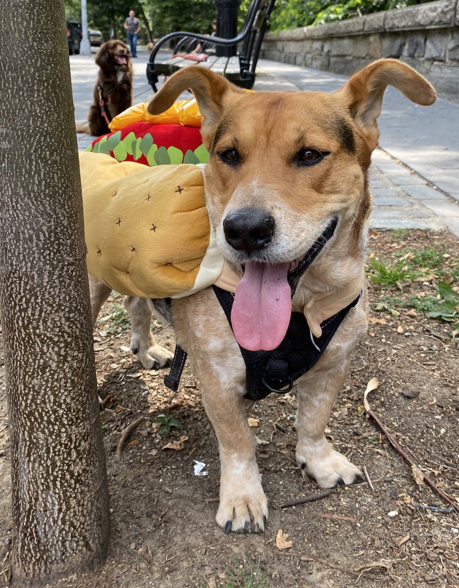 svershbow's tweet photo. Here, have a photo of Simon in a hot dog costume. You earned it. https://t.co/C09wd36qI6