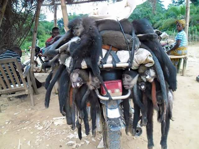 Monkeys transported on a motorbike to be slaughtered for stew at a wedding in Democratic Republic Of Congo. Eeeew.

Your SANDF relatives based in Congo for peacekeeping eat them as well...

When in Rome, do as the Romans