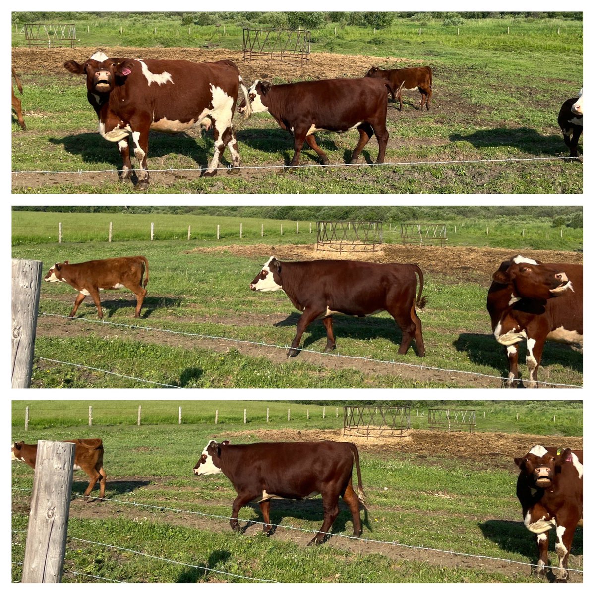 Stacey Angus tweet media