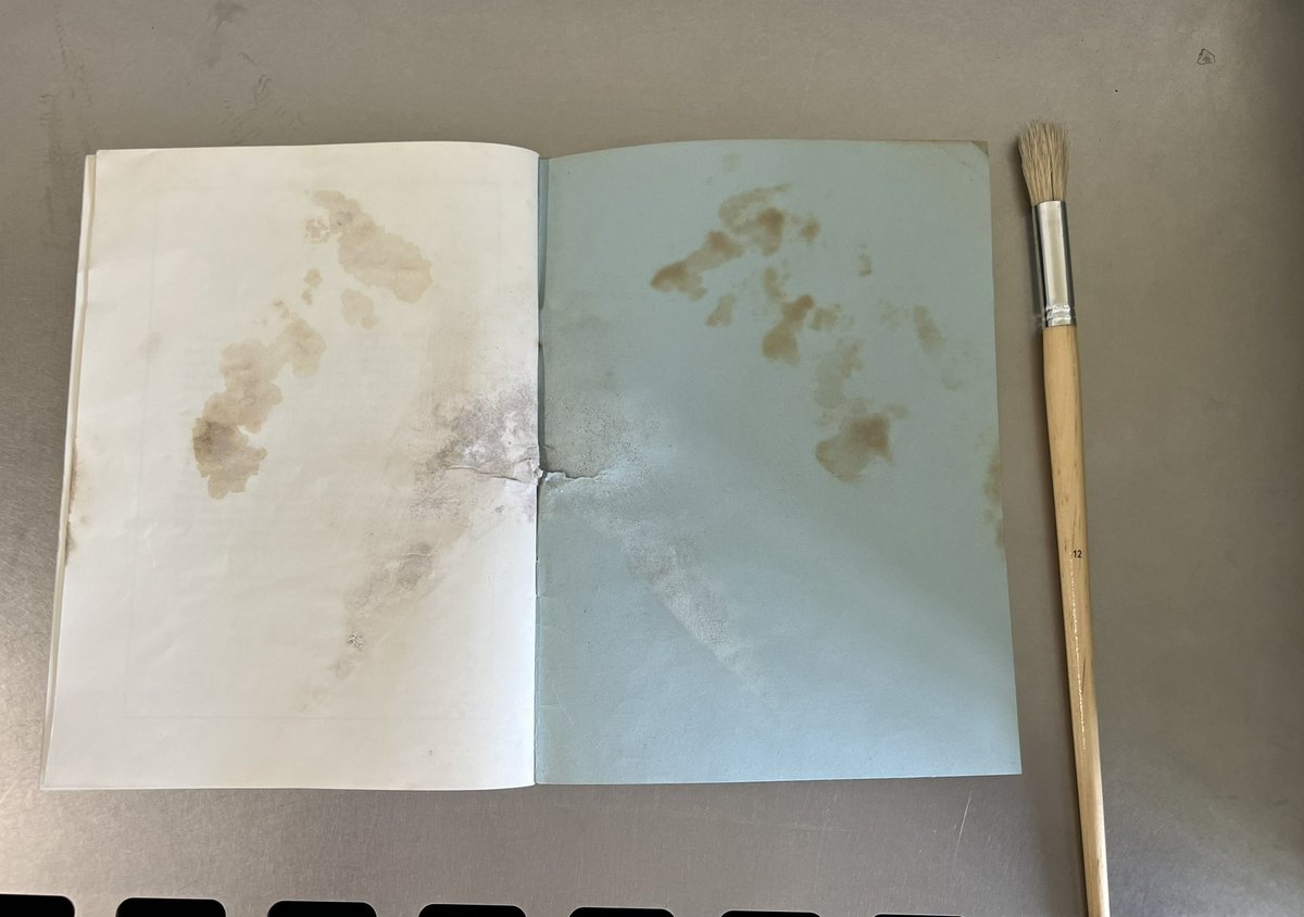 BL Collection Care tweet media