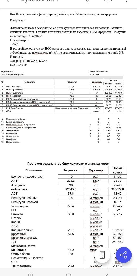 revengersnotend's tweet photo. новость 2 - и плохая и хорошая.
новый кошь, опять сфинкс, из подвала
спасибо, хоть не зимой опять
при чём все соседи знали) что в подвале кошка-сфинкс (очень давно знали) и показывали нам, где ловить)))
у кота истощение, кальцивироз, куча язв на мордочк��
пиздец? пиздец. https://t.co/BoFlLjnAmi