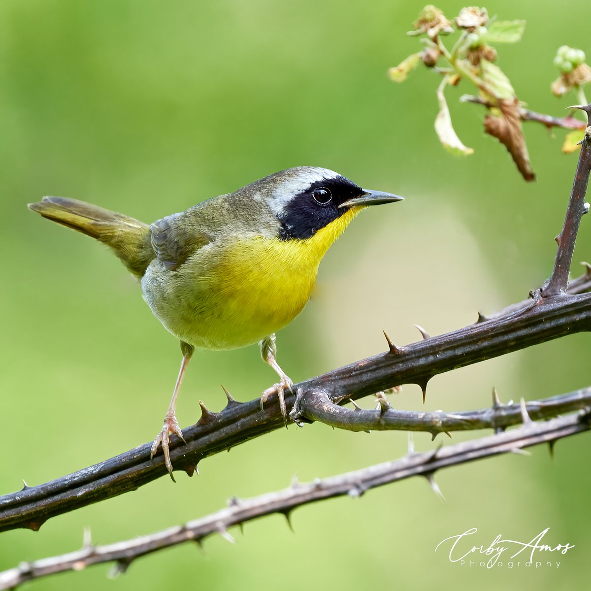 Going for the trifecta--three Warbs in a row. Common Yellowthroat.
.
ko-fi.com/corbyamos
.
linktr.ee/corbyamos
.
#birdphotography #birdwatching #BirdTwitter #twitterbirds #birdpics #BirdsofTwitter