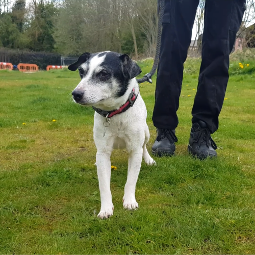 URGENT, please retweet to help Rebel find a home #MANCHESTER #UK 
Jack Russell Terrier AGED 14! Found as a stray and never claimed. He enjoys walks and toys and is a very good sniffer. He shouldn't be in a shelter, please give an extra retweet 💔

DETAILS 
dogshome.net/dog-for-adopti…