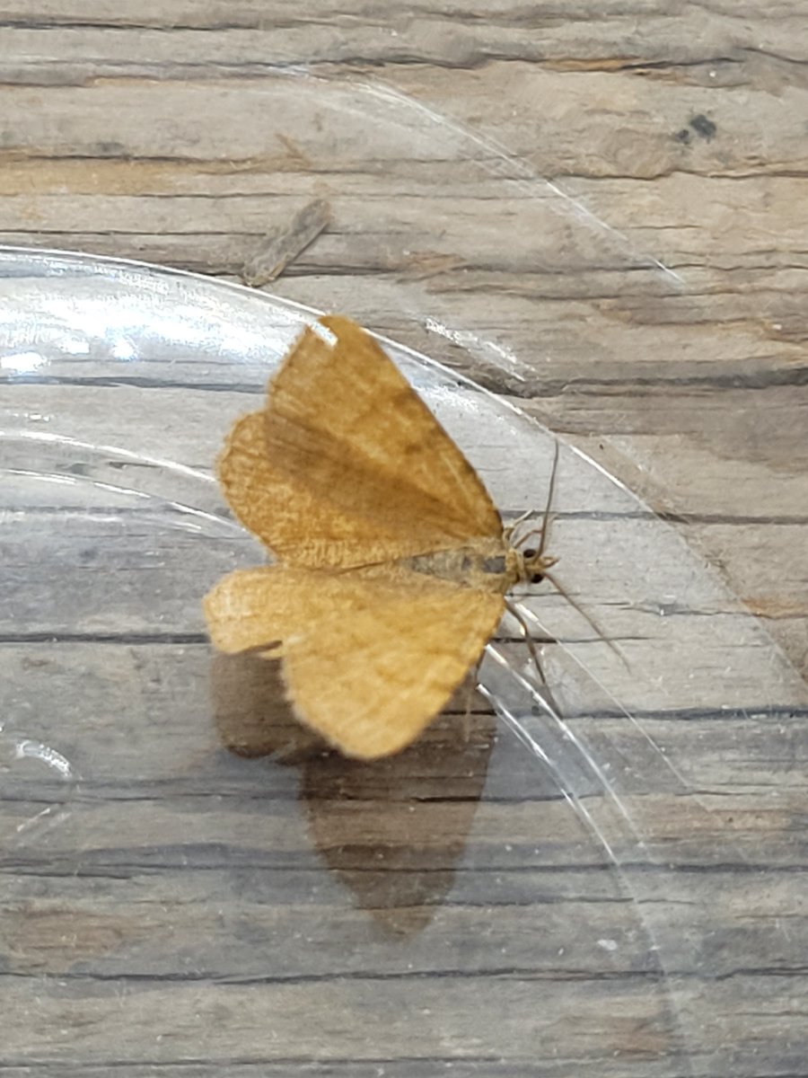 DaveMor54907676's tweet photo. Joined the Rannoch Looper club at Budby Notts last night. Also Grey Arches, 4 Clouded Buff and an amazing 7 Great Oak Beauty! With a backup soundscape of Long-eared Owl, Nightjar and Woodcock. Lovely stuff 👌 https://t.co/NdV5fwIwyD
