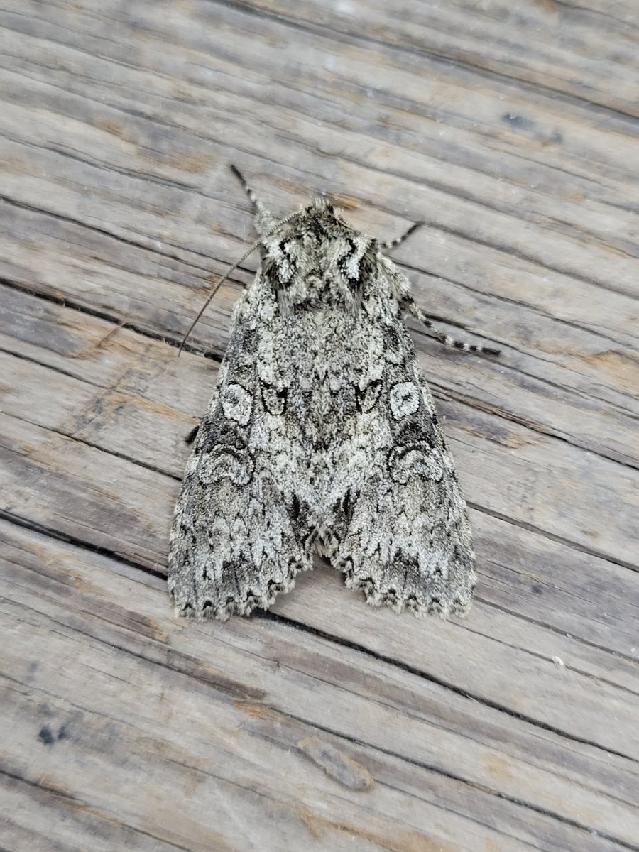 DaveMor54907676's tweet photo. Joined the Rannoch Looper club at Budby Notts last night. Also Grey Arches, 4 Clouded Buff and an amazing 7 Great Oak Beauty! With a backup soundscape of Long-eared Owl, Nightjar and Woodcock. Lovely stuff 👌 https://t.co/NdV5fwIwyD