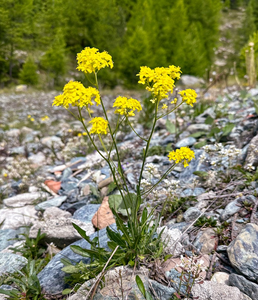 Antony van der Ent tweet media