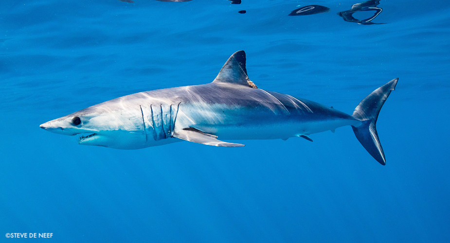 There's currently a two-year ban on capturing shortfin mako sharks in the N Atlantic. The population is at an all-time low. But more must be done to ensure these sharks can recover. It's one of hundreds of species that relies on #HudsonCanyon: bit.ly/46c8GK1