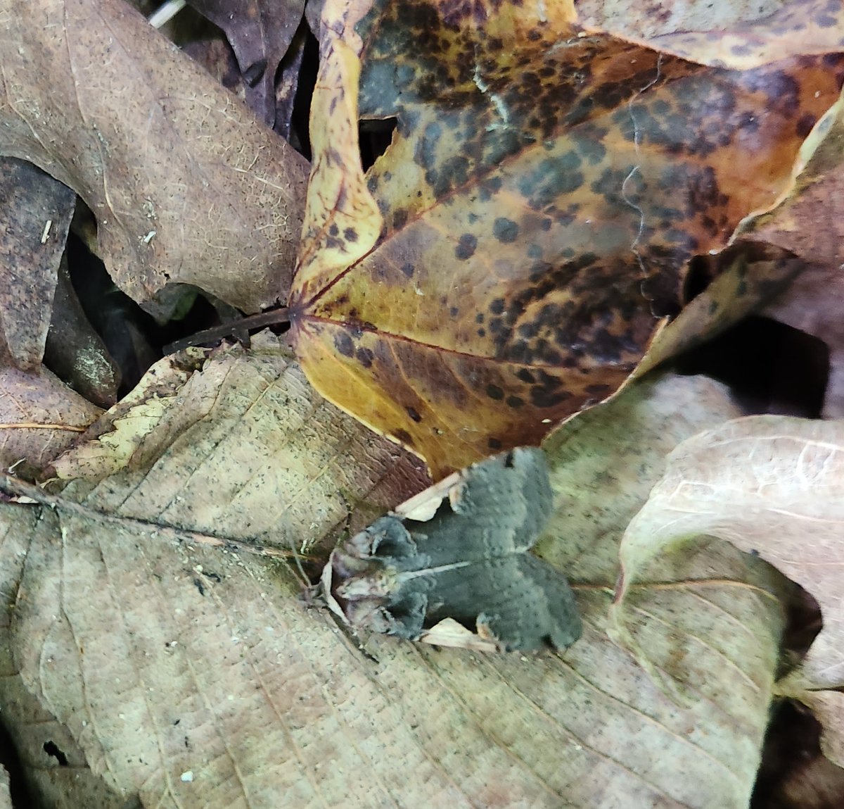 Some like to stand out, others to blend in.