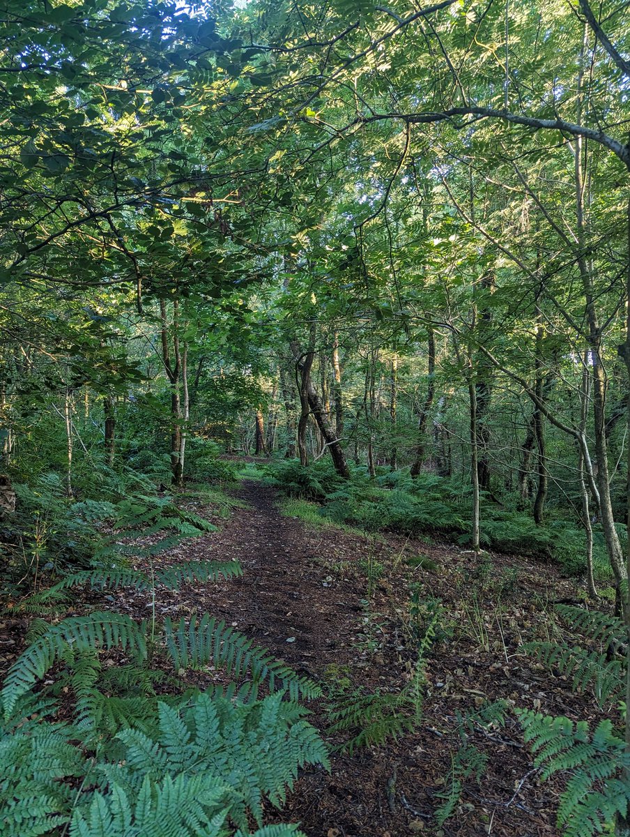 Joanne Mohammed BEM RN 💙 tweet media